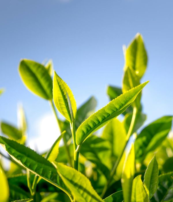 Fresh green tea leaves and natural herbs for wellness